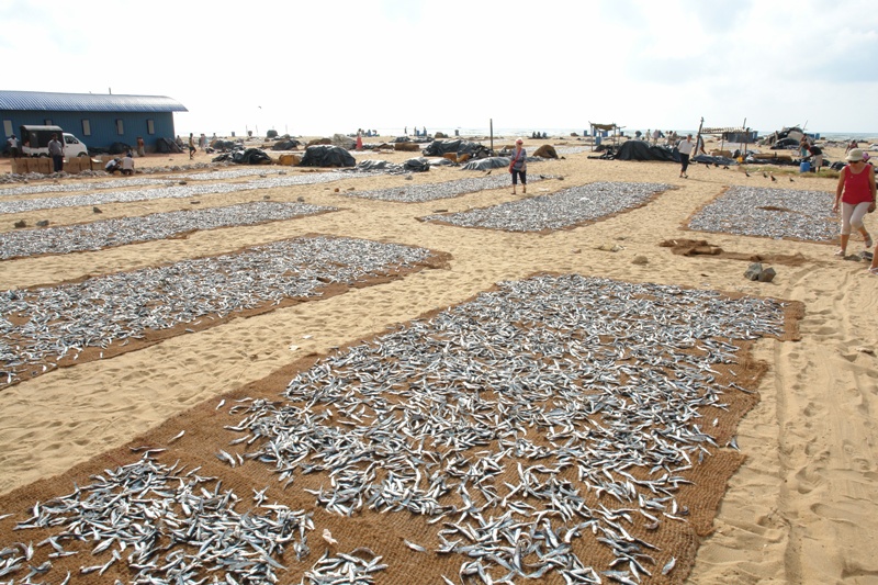     , - (On our way to Colombo - fish market, Sri-Lanka)